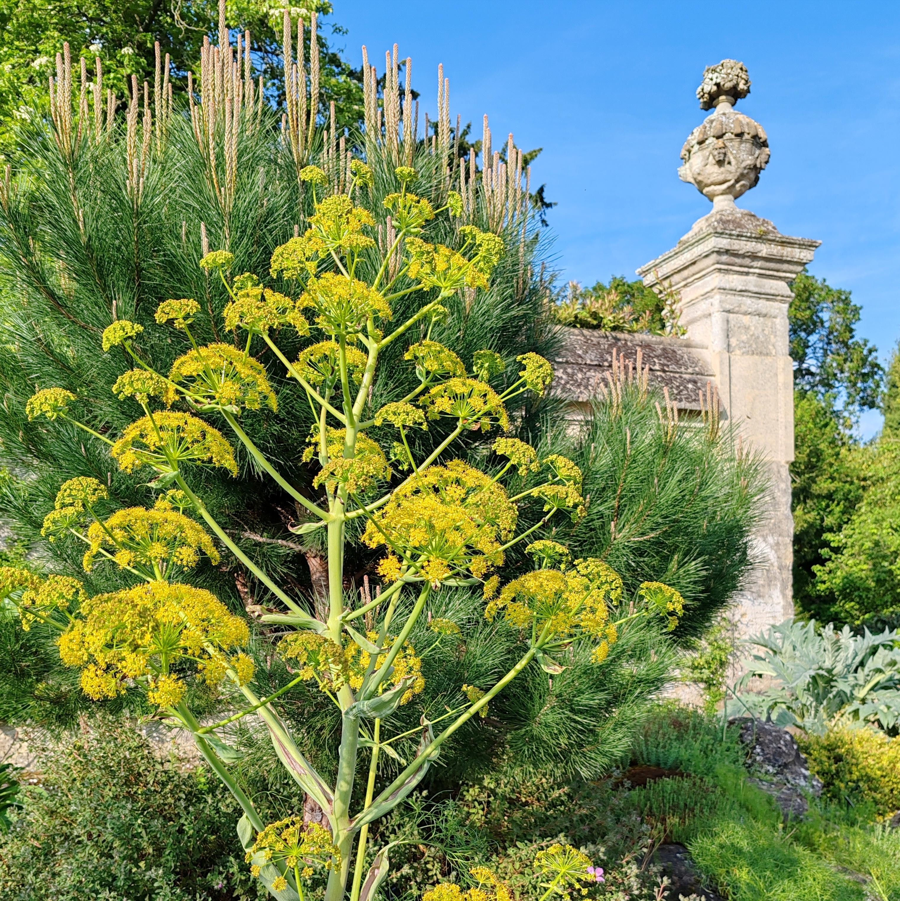 Visite guidée du Jardin Botanique : "Plantes méditerranéennes et changement climatique"